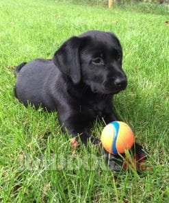 Chuckit Ultra Ball 5 Chuckit ultra ball dog play