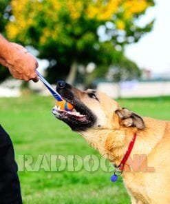 Chuckit Ultra Tug playing dog