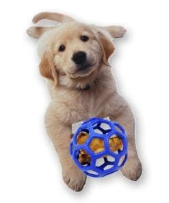 JW HOL-EE Roller pup