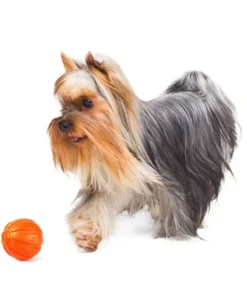 LIKER ball 13 Liker5 dog
